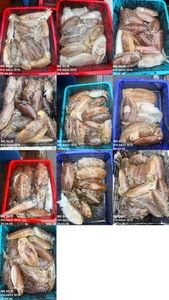 "제주 어신호" 4월 6일 갑오징어 조황 선상낚시로 잡은 물고기 조황