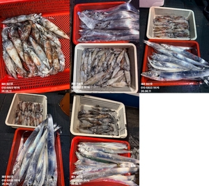 "제주 어신호" 6월 10일 야간 갈치+한치조황 선상낚시로 잡은 물고기 조황