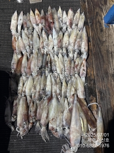 제주 어신호 6월 30일 야간 한치 오징어 조황 선상낚시로 잡은 물고기 조황