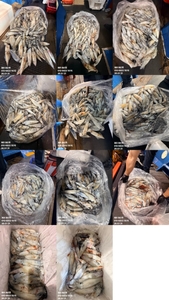 제주 어신호" 7월 30일 야간 한치 조황 선상낚시로 잡은 물고기 조황
