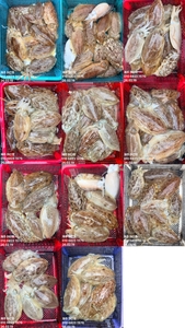 제주어신호 갑오징어 조황 2월 19일 선상낚시로 잡은 물고기 조황