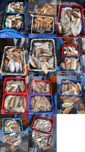 "제주 어신호" 5월 16일 갑오징어 조황 선상낚시로 잡은 물고기 조황