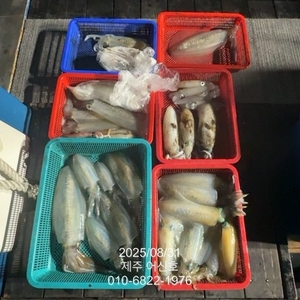 제주 어신호 8월 31일 무늬오징어 탐사 조황 선상낚시로 잡은 물고기 조황