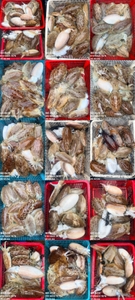 "제주 어신호" 2월 4일 갑오징어 조황 선상낚시로 잡은 물고기 조황