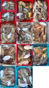 제주 어신호" 2월 12일 갑오징어 조황 선상낚시로 잡은 물고기 조황