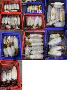 "제주 어신호" 9월 21일 무늬팁런조황 선상낚시로 잡은 물고기 조황