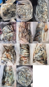제주 어신호" 7월 31일 야간 한치 조황 선상낚시로 잡은 물고기 조황