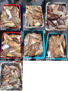 "제주 어신호" 5월 2일 갑오징어 조황 선상낚시로 잡은 물고기 조황