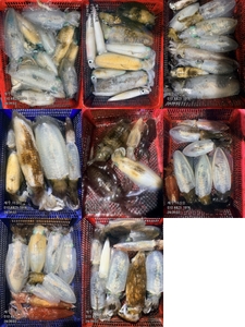 "제주 어신호" 9월 1일 야간 무늬팁런조황 선상낚시로 잡은 물고기 조황
