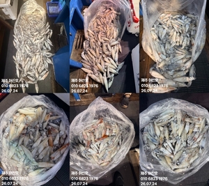 제주 어신호" 7월 23일 야간 한치 조황 선상낚시로 잡은 물고기 조황