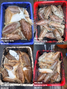 "제주 어신호" 4월 22일 갑오징어 조황 선상낚시로 잡은 물고기 조황