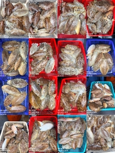 "제주 어신호" 3월 5일 갑오징어 조황 선상낚시로 잡은 물고기 조황