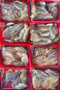 제주 어신호" 2월 18일 갑오징어 조황 선상낚시로 잡은 물고기 조황