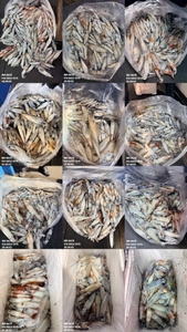 제주 어신호" 8월 1일 야간 한치 조황 선상낚시로 잡은 물고기 조황