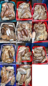 "제주 어신호" 3월 17일 갑오징어 조황 선상낚시로 잡은 물고기 조황