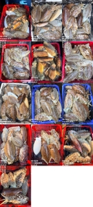 "제주 어신호" 3월 21일 갑오징어 조황 선상낚시로 잡은 물고기 조황