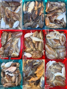 "제주 어신호" 26년 1월 31일 갑오징어 조황 선상낚시로 잡은 물고기 조황