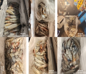 "제주 어신호" 6월 18일 야간 한치 조황 선상낚시로 잡은 물고기 조황