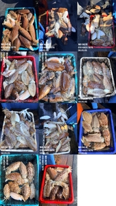 "제주 어신호" 5월 5일 갑오징어 조황 선상낚시로 잡은 물고기 조황