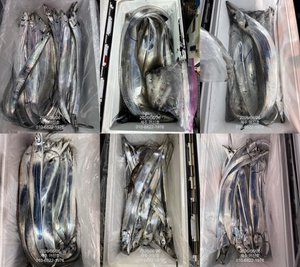 "제주 어신호" 6월 5일 야간  갈치텐빈+한치 조황 선상낚시로 잡은 물고기 조황