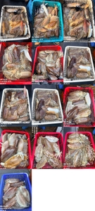 "제주 어신호" 3월 11일 갑오징어 조황 선상낚시로 잡은 물고기 조황