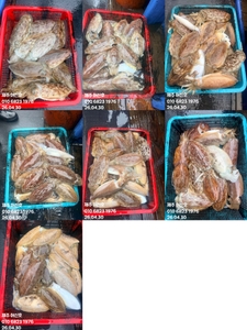 "제주 어신호" 4월 30일 갑오징어 조황 선상낚시로 잡은 물고기 조황