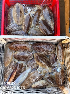 "제주 어신호" 26년 1월 18일 갑오징어 조황 선상낚시로 잡은 물고기 조황