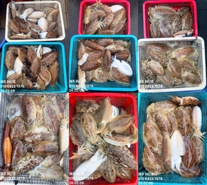 제주 어신호" 2월 9일 갑오징어 조황 선상낚시로 잡은 물고기 조황