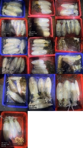 "제주 어신호" 10월 15일 무늬팁런조황 선상낚시로 잡은 물고기 조황