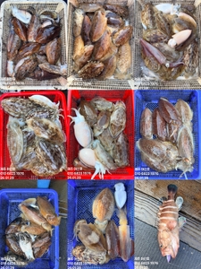 "제주 어신호" 26년 1월 29일 갑오징어 조황 선상낚시로 잡은 물고기 조황