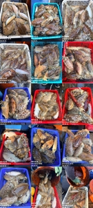 "제주 어신호" 3월 15일 갑오징어 조황 선상낚시로 잡은 물고기 조황