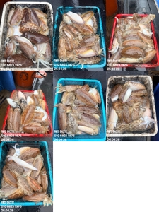 "제주 어신호" 4월 28일 갑오징어 조황 선상낚시로 잡은 물고기 조황