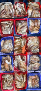 "제주 어신호" 3월 8일 갑오징어 조황 선상낚시로 잡은 물고기 조황