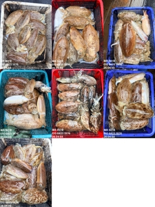 "제주 어신호" 4월 3일 갑오징어 조황 선상낚시로 잡은 물고기 조황