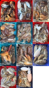 "제주 어신호" 2월 1일 갑오징어 조황 선상낚시로 잡은 물고기 조황