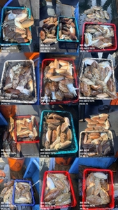 "제주 어신호" 5월 15일 갑오징어 조황 선상낚시로 잡은 물고기 조황