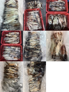 "제주 어신호" 7월 4일 야간 한치 조황 선상낚시로 잡은 물고기 조황