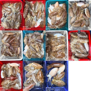 "제주 어신호" 26년 1월 26일 갑오징어 조황 선상낚시로 잡은 물고기 조황