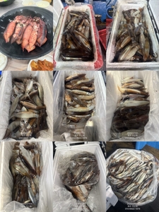 "제주 어신호" 6월 30일 야간 한치 조황 선상낚시로 잡은 물고기 조황