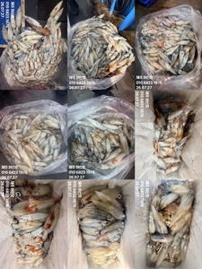 제주 어신호" 7월26일 야간 한치 조황 선상낚시로 잡은 물고기 조황
