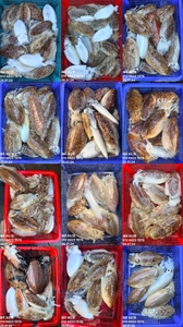 "제주 어신호" 26년 1월 24일 갑오징어 조황 선상낚시로 잡은 물고기 조황