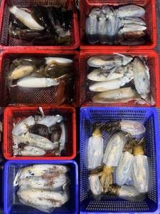 제주 어신호" 8월 25일 야간 무늬오징어 조황 선상낚시로 잡은 물고기 조황