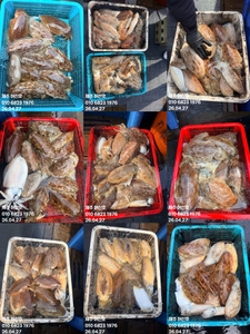 "제주 어신호" 4월 27일 갑오징어 조황 선상낚시로 잡은 물고기 조황