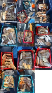 "제주 어신호" 5월 14일 갑오징어 조황 선상낚시로 잡은 물고기 조황