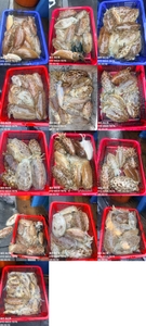 "제주 어신호" 3월 10일 갑오징어 조황 선상낚시로 잡은 물고기 조황