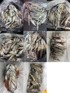 "제주 어신호" 7월 8일 야간 한치 조황 선상낚시로 잡은 물고기 조황
