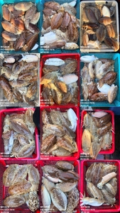 "제주 어신호" 2월 20일 갑오징어 조황 선상낚시로 잡은 물고기 조황