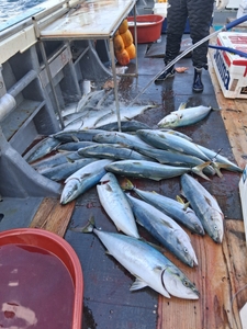 2025.12.06 완도스타피싱 방어부시리 빅게임조황입니다 선상낚시로 잡은 물고기 조황