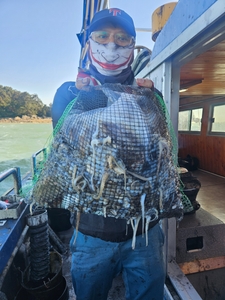 10월2일 무창포힐링호 쭈꾸미조황입니다 선상낚시로 잡은 물고기 조황
