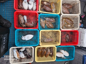 6월7일 무창포힐링호 봄 왕갑오징어 조황입니다 선상낚시로 잡은 물고기 조황